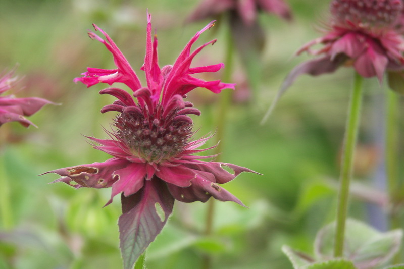 Ottawa Flowers