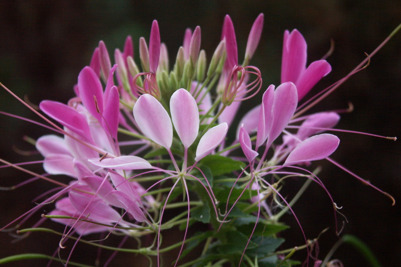 Ottawa Flowers