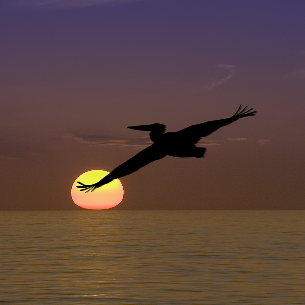 Pelican at Sunset