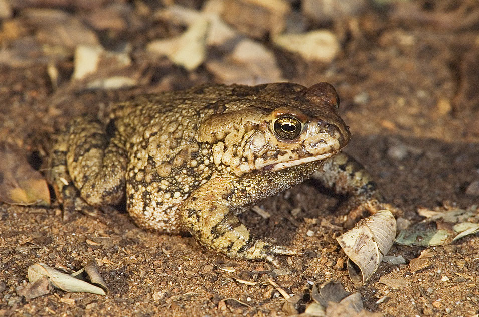 Olive toad