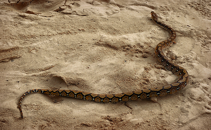 Baby python, Perhentian, Malaysia