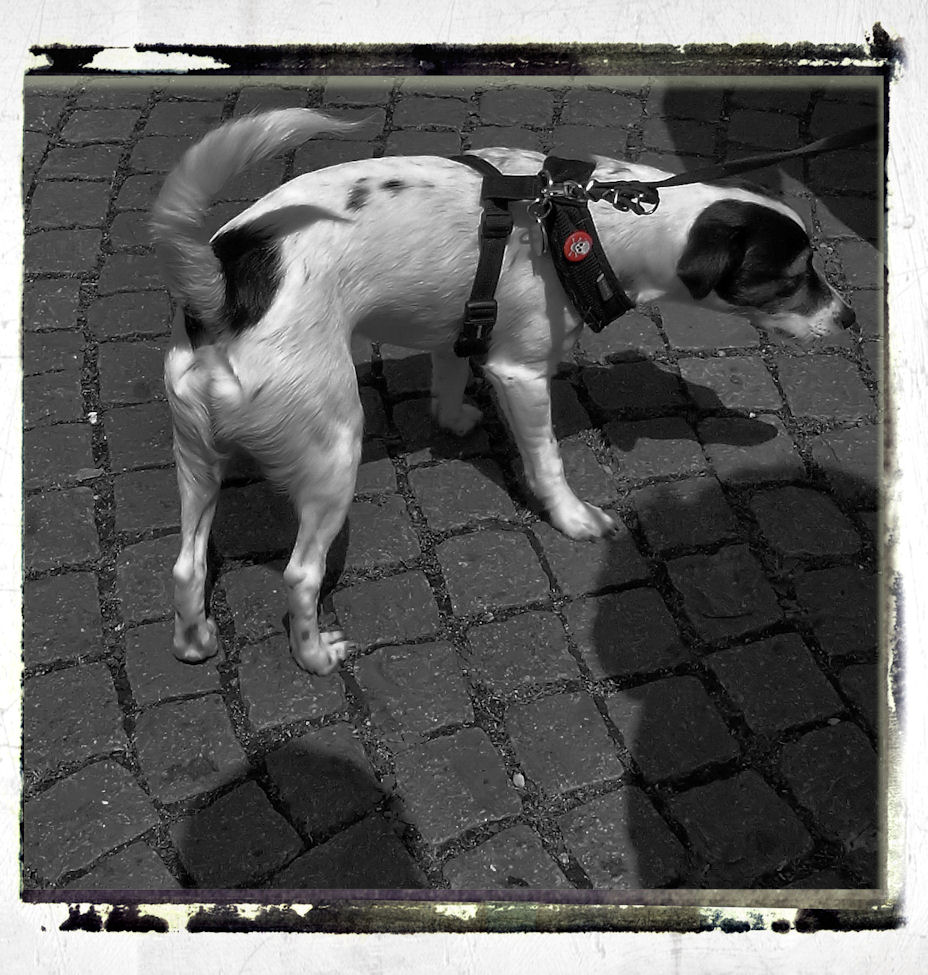 dog of death