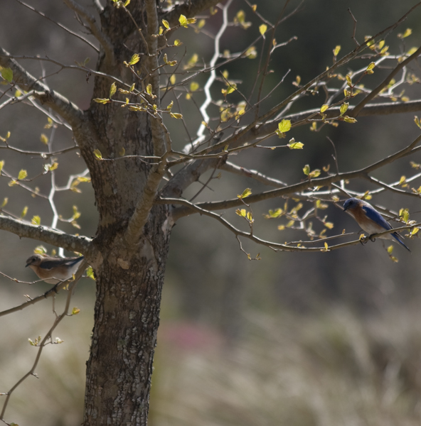 BB in tree