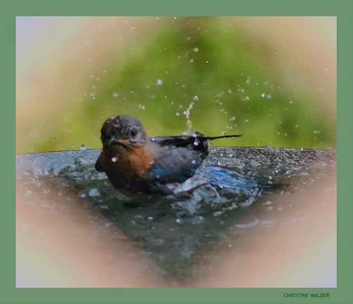 Blue Bird bath through latice