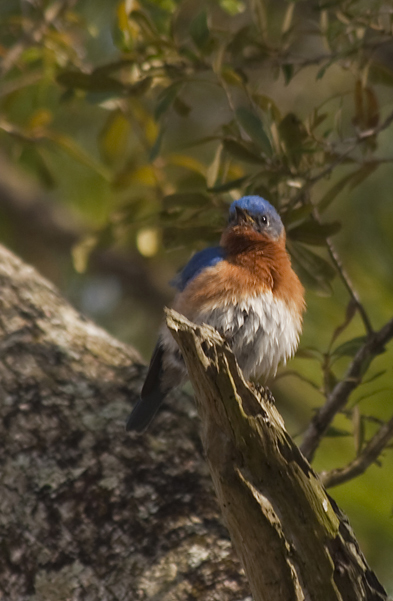 Pretty Blue in Oak tree