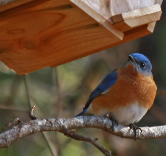 BB branch under wren box