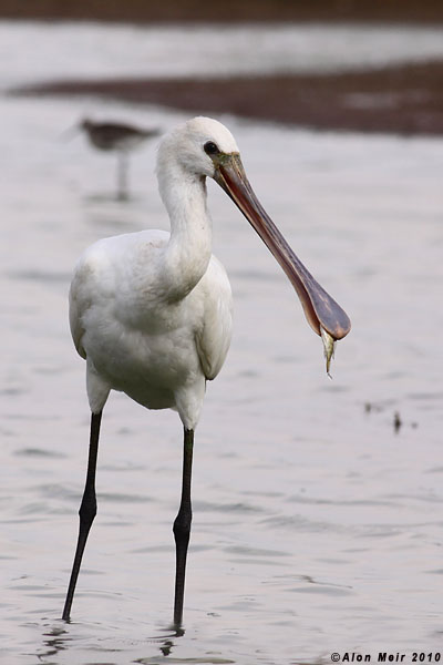 IMG_0831platalea 