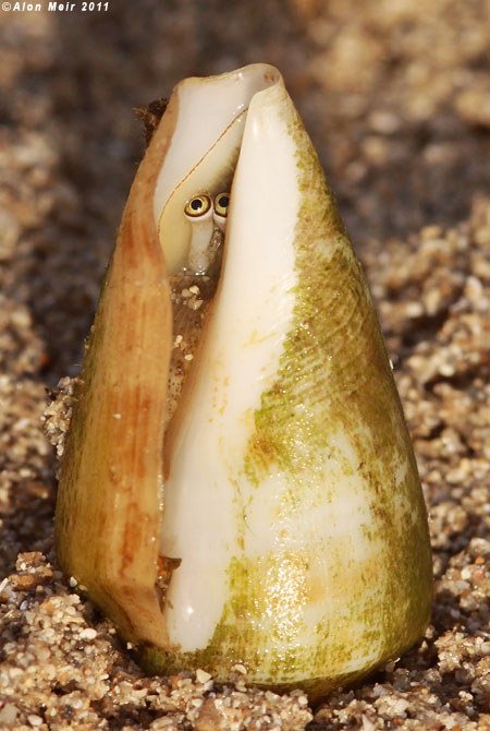 IMG_0464.jpg   Conus Ventricosus    