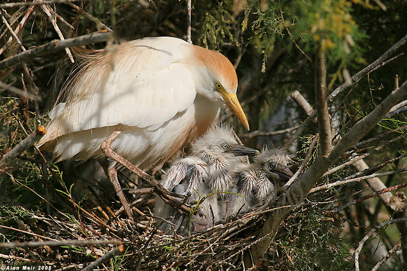 IMG_3869.jpg _egret_cattel_with_nestling