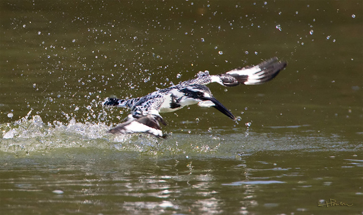 Pied Kingfisher_MC1M1166s.jpg