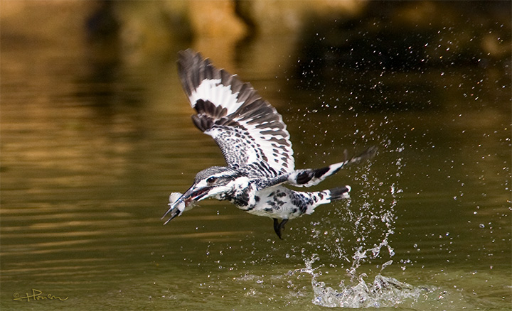 Pied Kingfisher_MC1M2059s.jpg