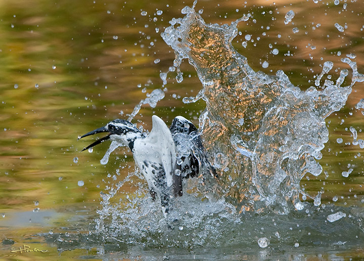 Pied Kingfisher_IMG_4805_s.jpg