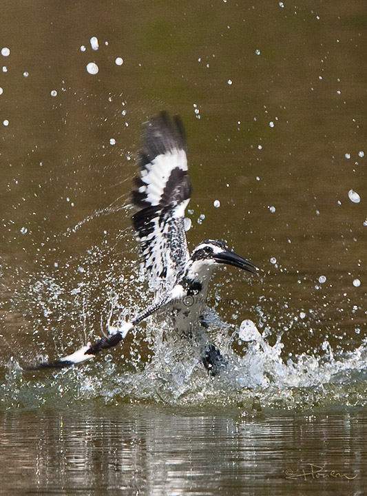 Pied Kingfisher_IMG_4660s.jpg