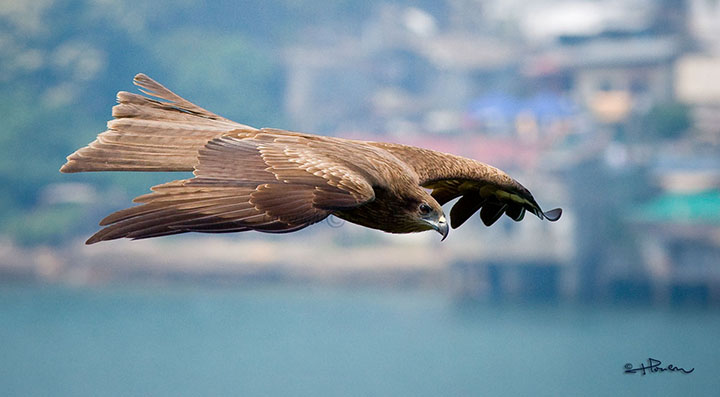 eagle.jpg