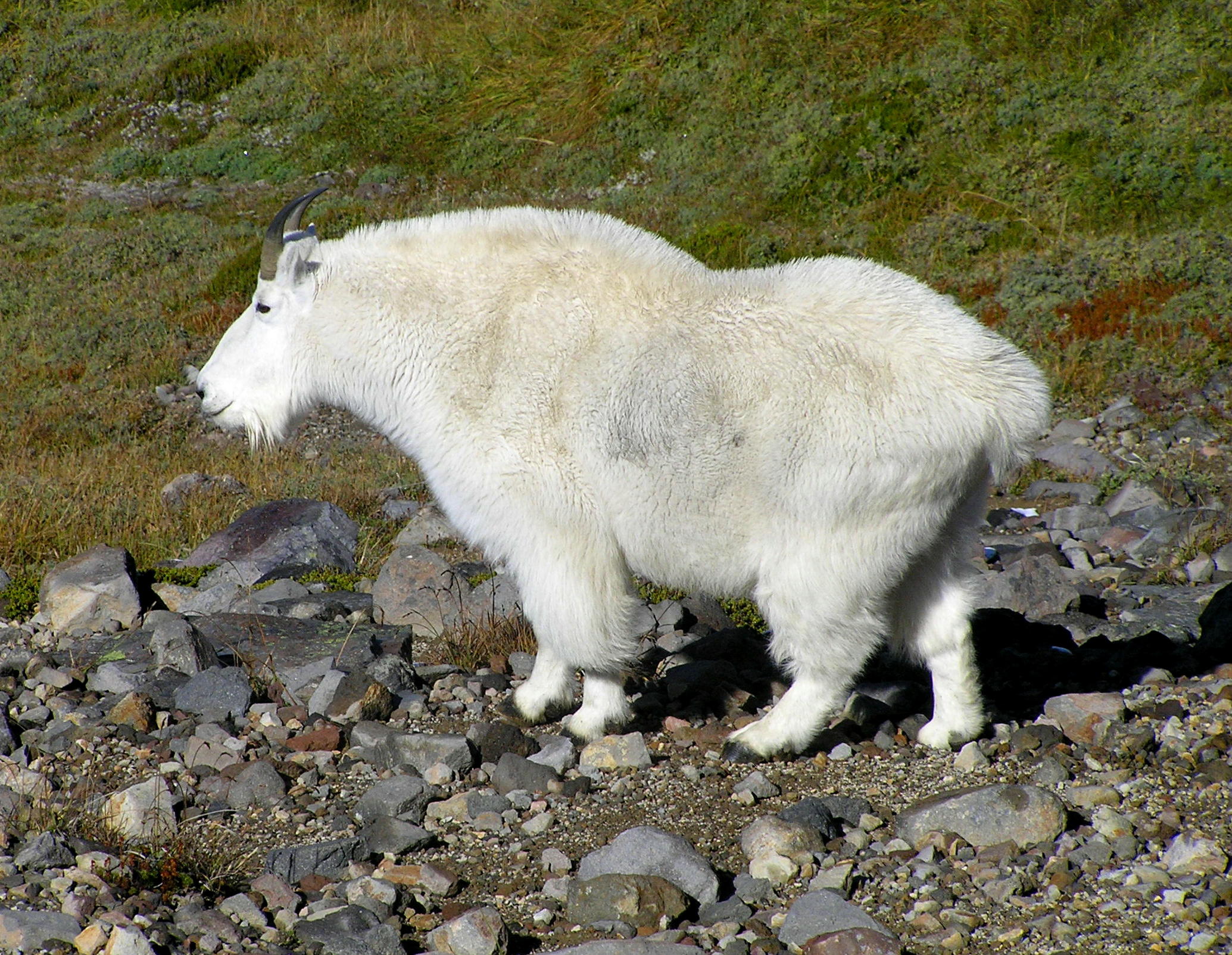 Mountain Goat at Paradise, Mt Rainier