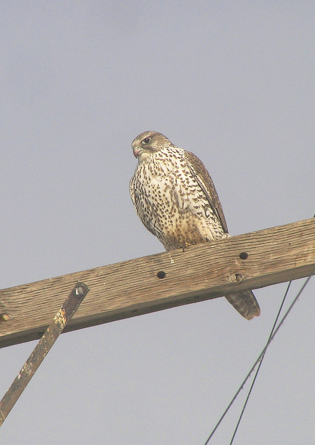 Gyrfalcon (Wallowa Co, OR)