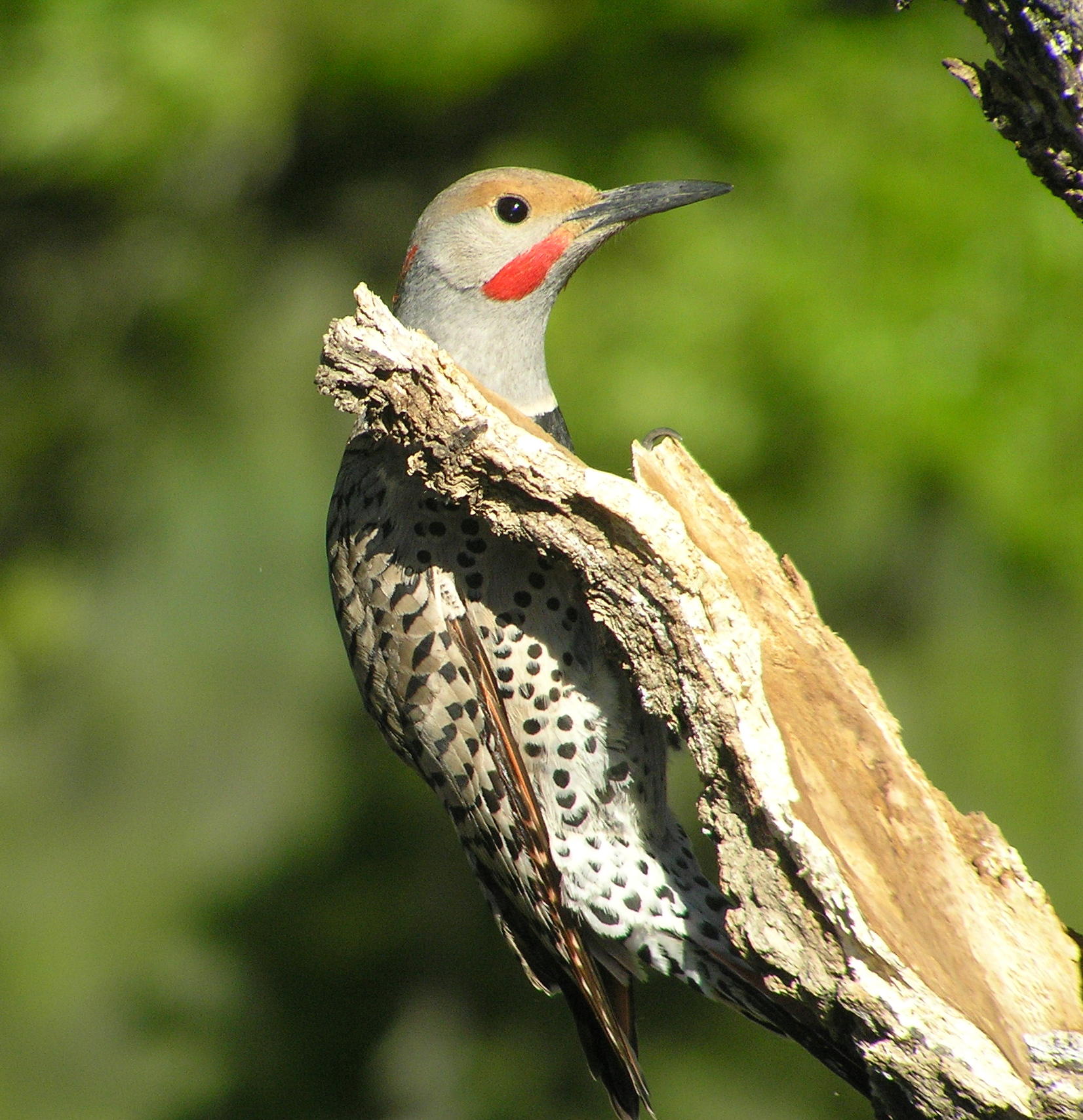 Northern Flicker