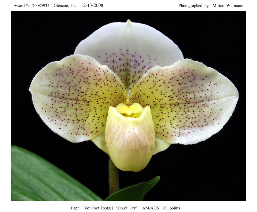 20085935 -   Paph. Toot Toot Tootsie Dont Cry AM/AOS 82 pts.