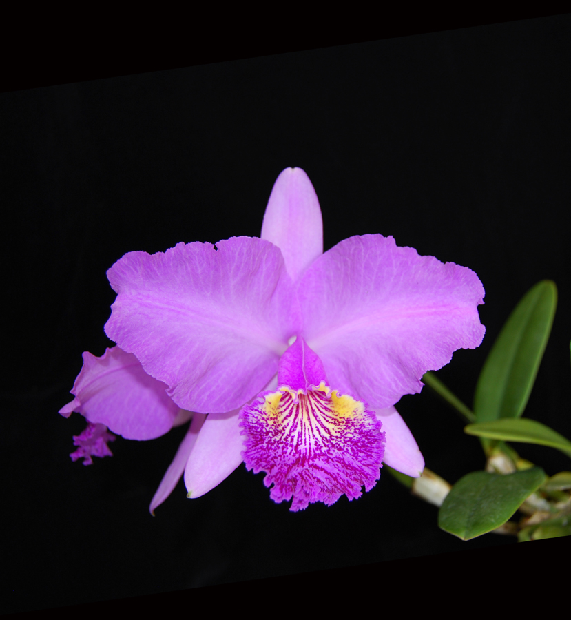 20124604  -   Cattleya lueddemanniana  Michael   HCC/AOS 79 points 4-17-1012.jpg