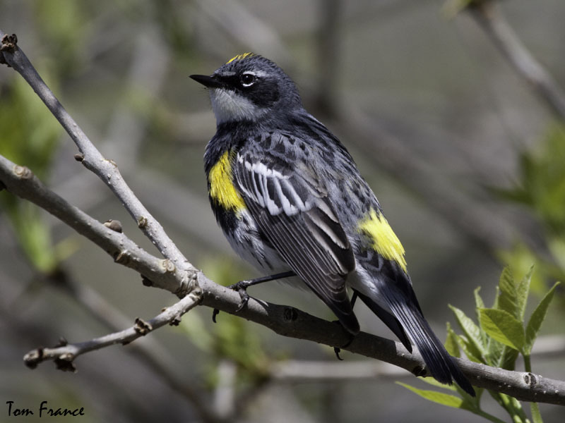 Yellow-rumped Warbler01 Myrtle.jpg