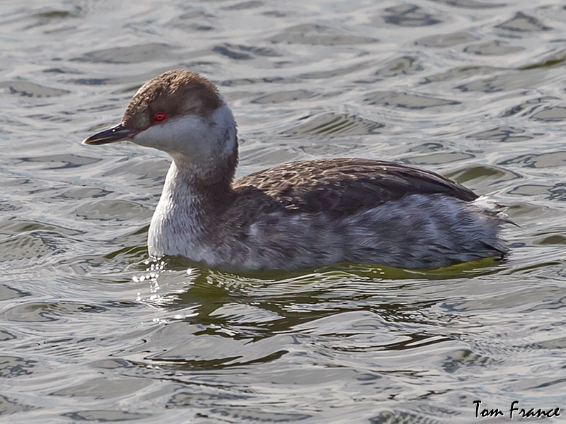 Horned Grebe3.jpg