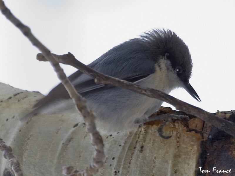 Pygmy Nuthatch2.jpg