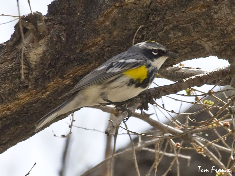 Yellow-rumped Warbler1 Myrtle.jpg