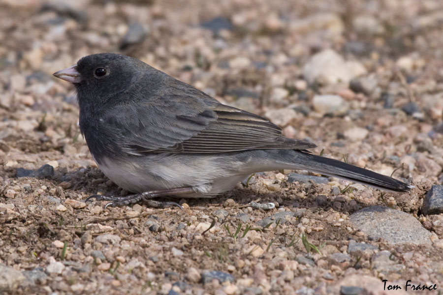 Dark-eyed Junco3  slate-colored.jpg