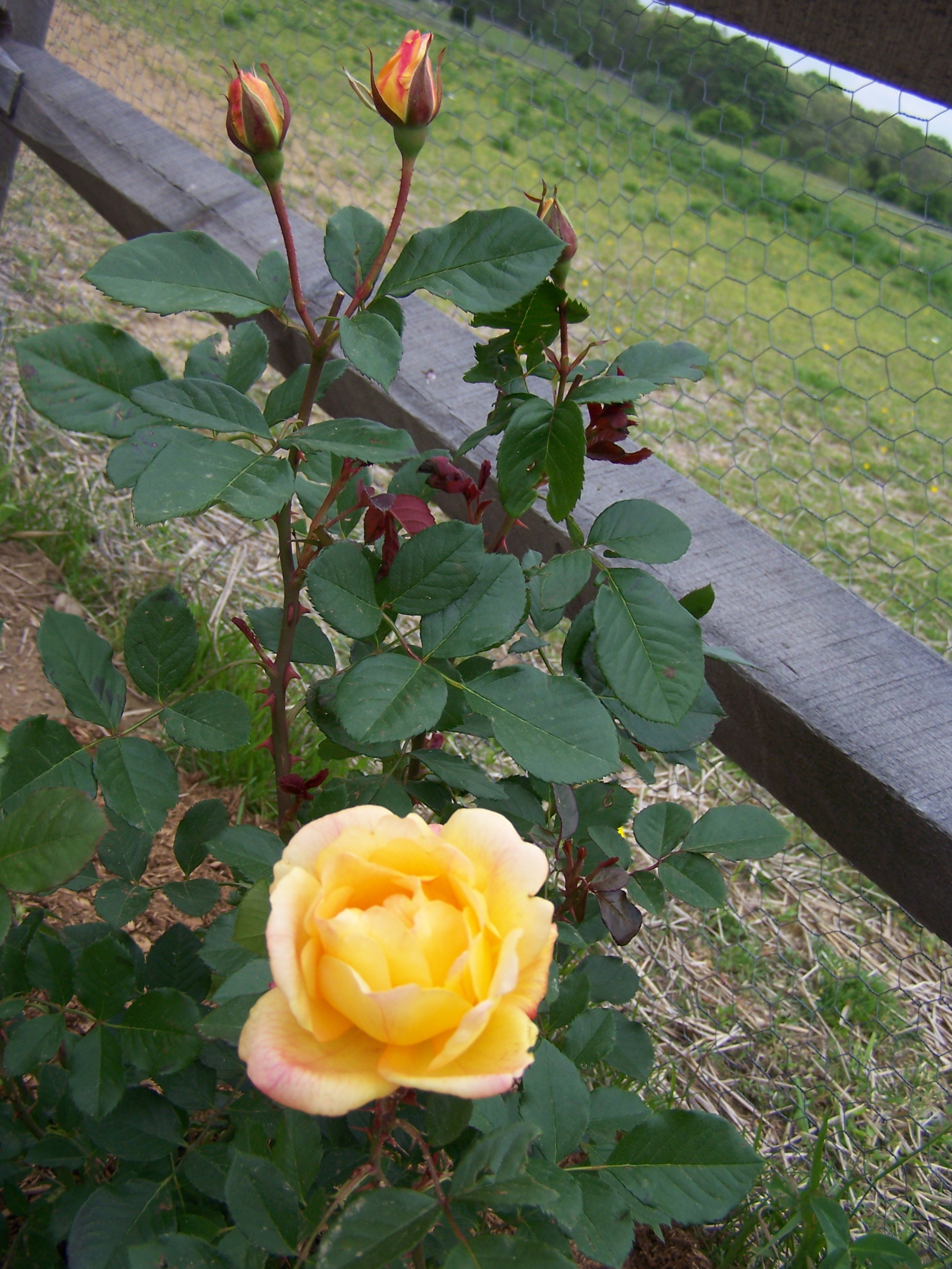 Yellow Rose 100_8463.JPG
