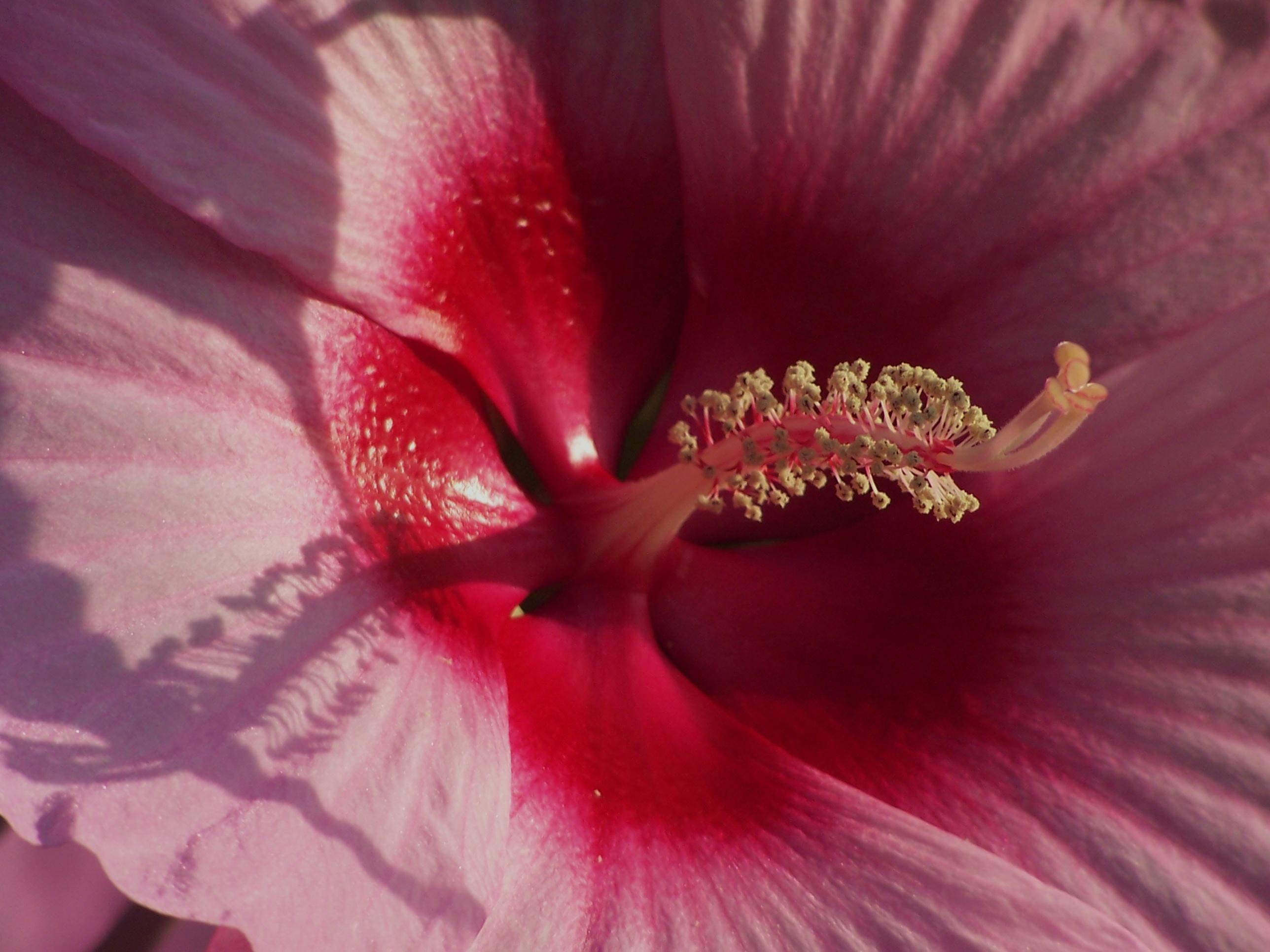 Hibiscus 100_5594.JPG