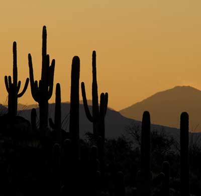 cacti