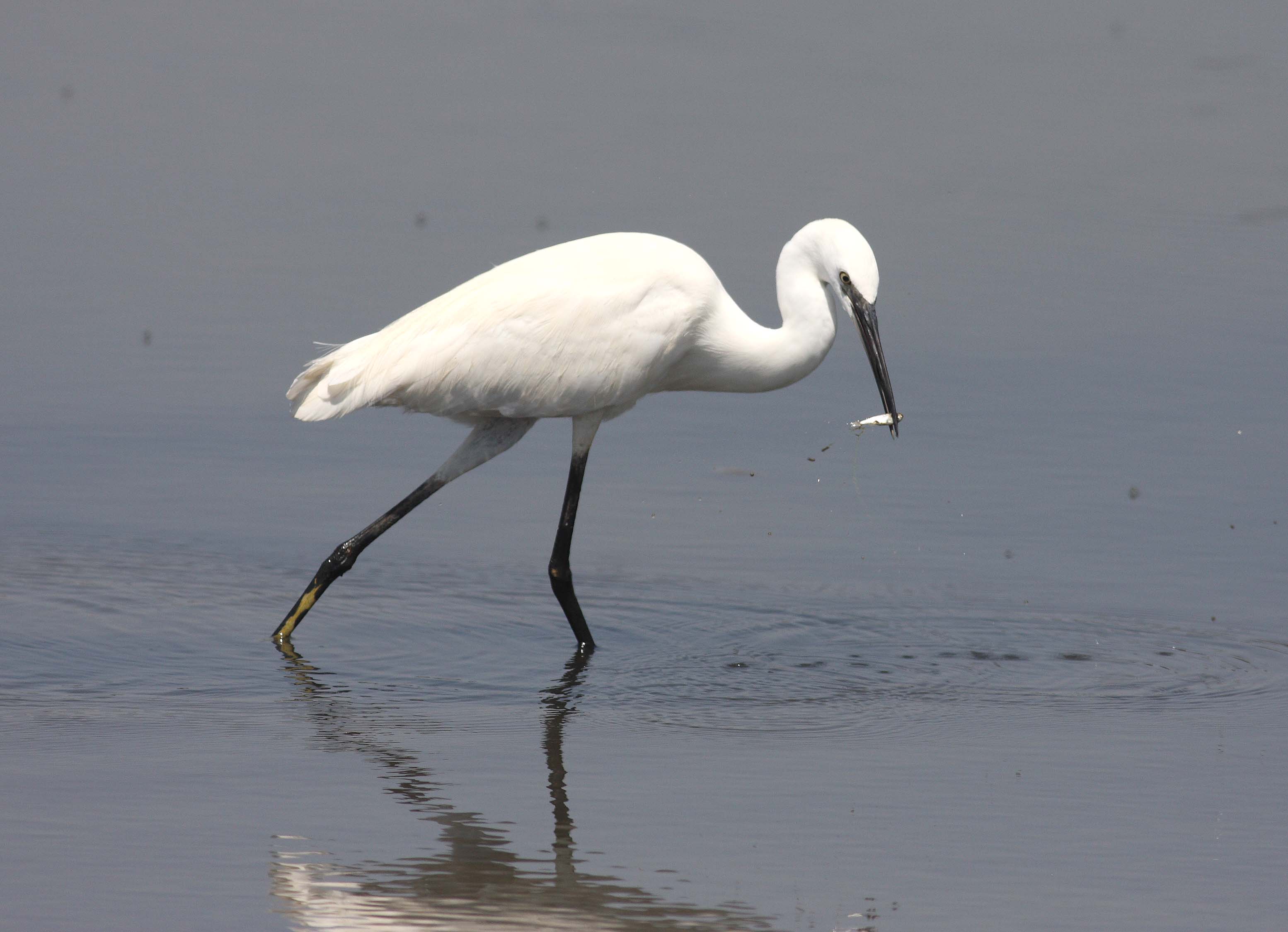 Little Egret (Egretta garzetta)