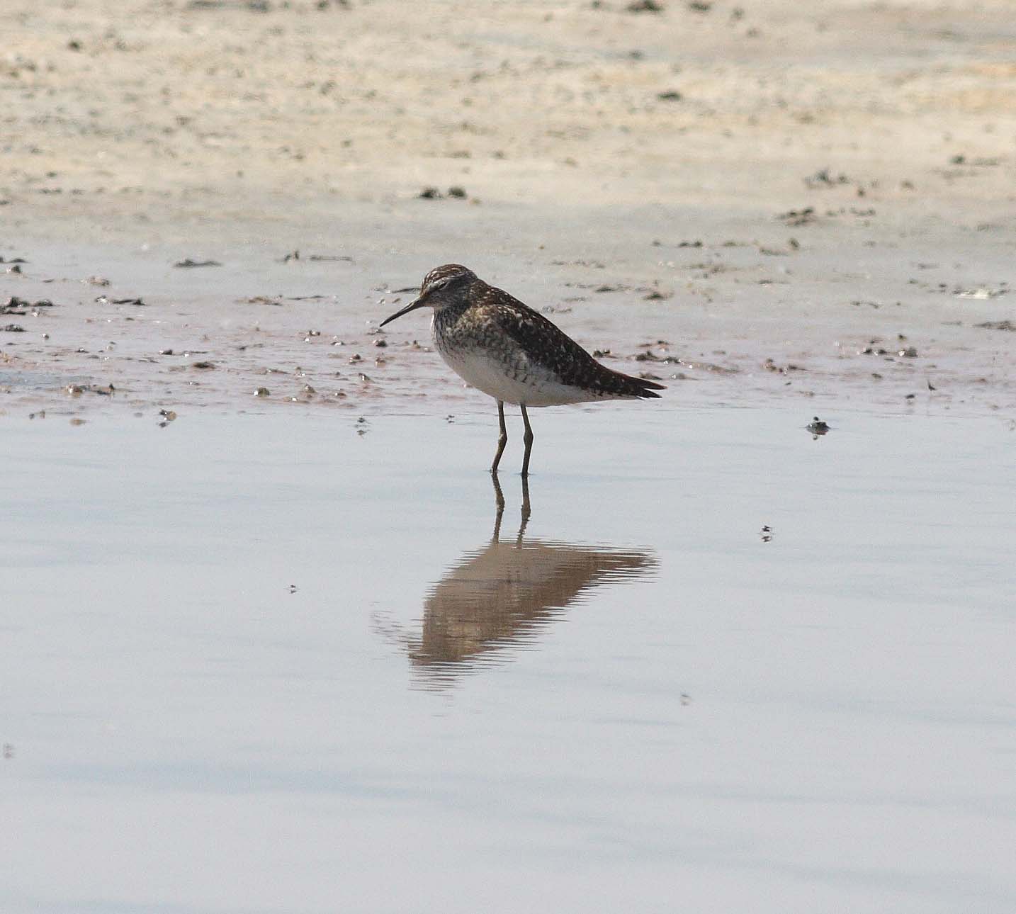 Wood Sandpiper (Tringa glareola)