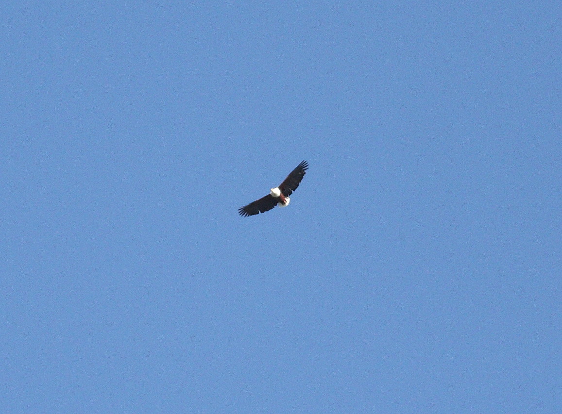 African Fish Eagle (Haliaeetus vocifer)