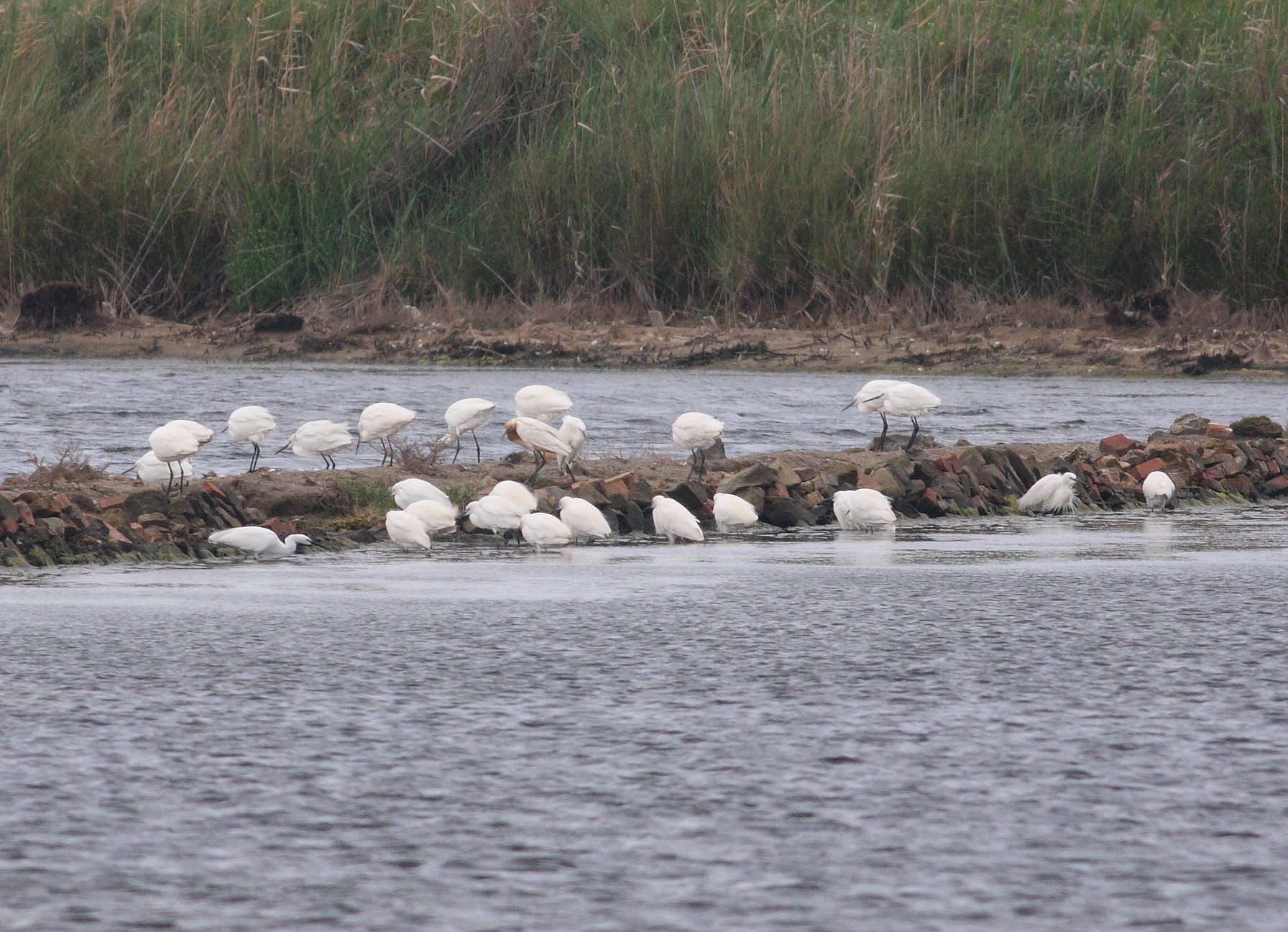 Little Egret  (Egretta garzetta)