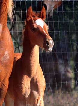foals