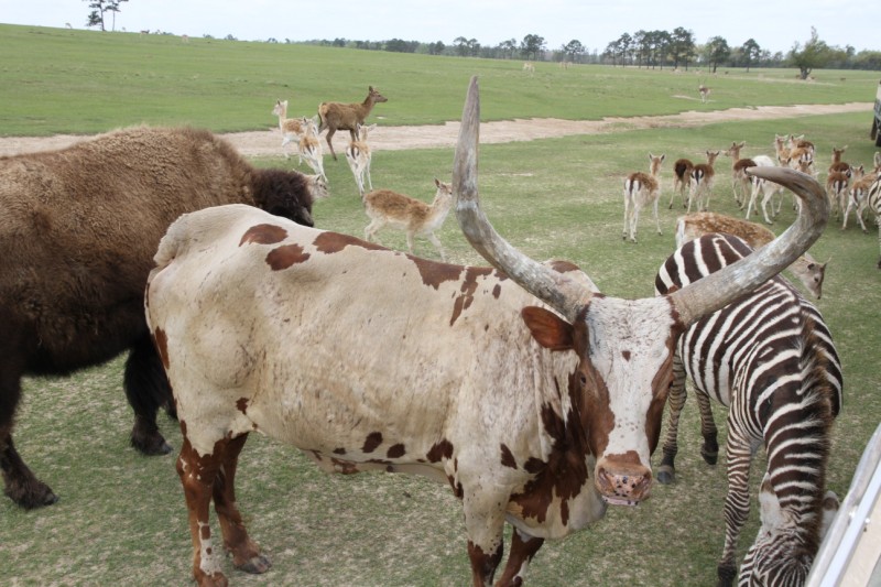 Global Wildlife Park  (9).JPG
