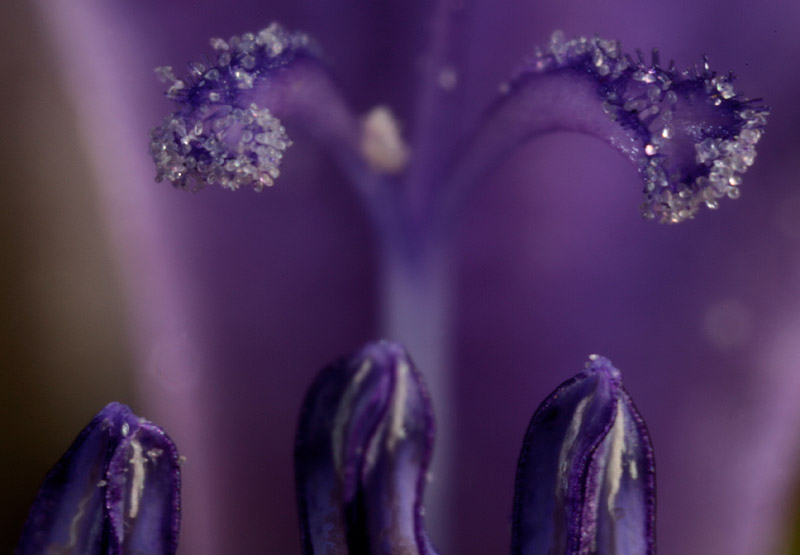 Purple interior