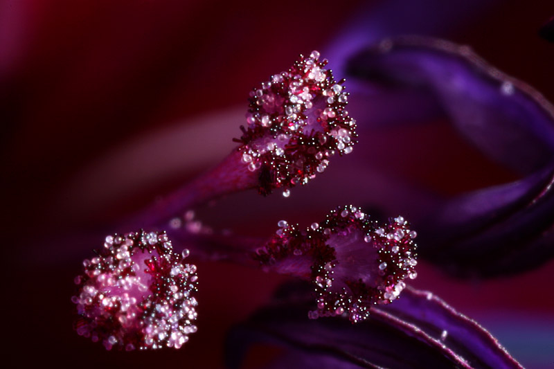 Stamens