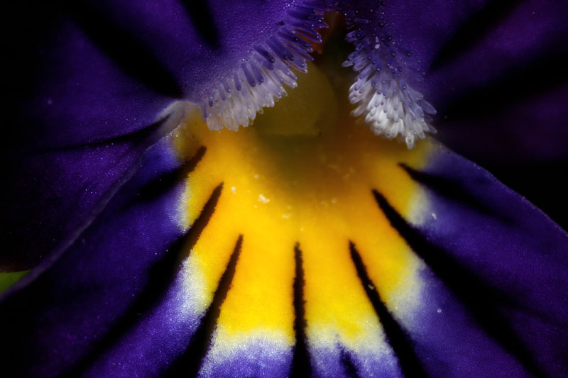 Viola