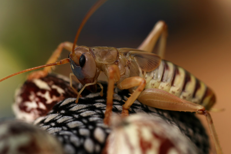 C is for Cricket