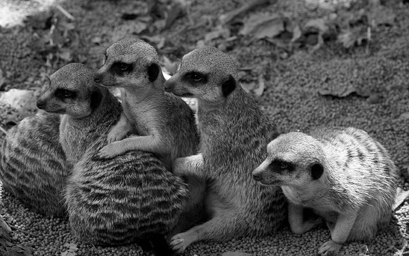 M is for Meerkats