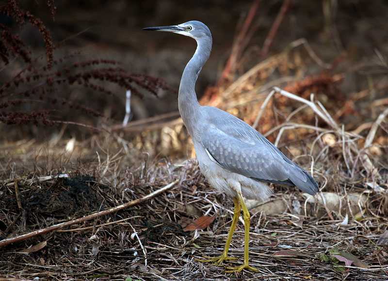 White faced Heron