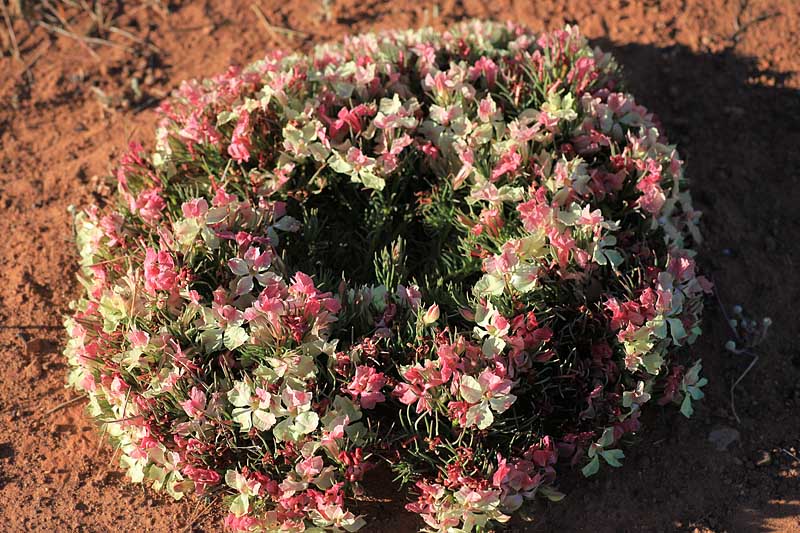 Leschenaultia Macrantha