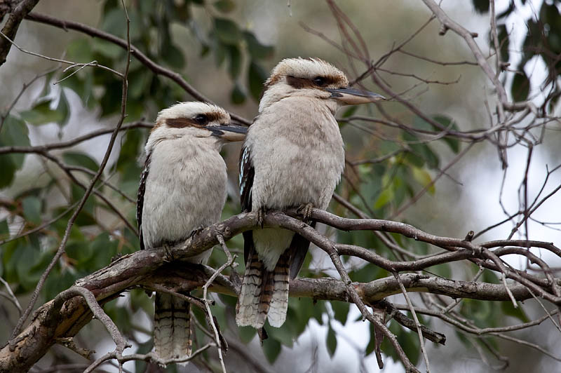 Laughing Kookaburras