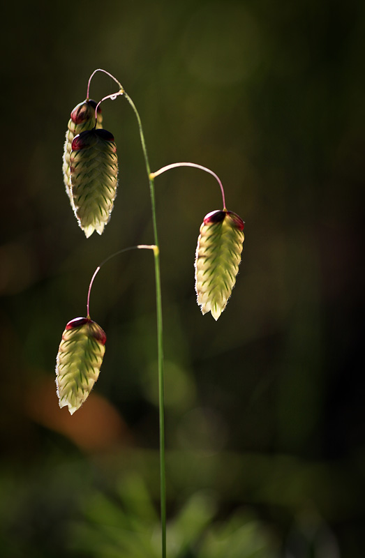 Backlit grass