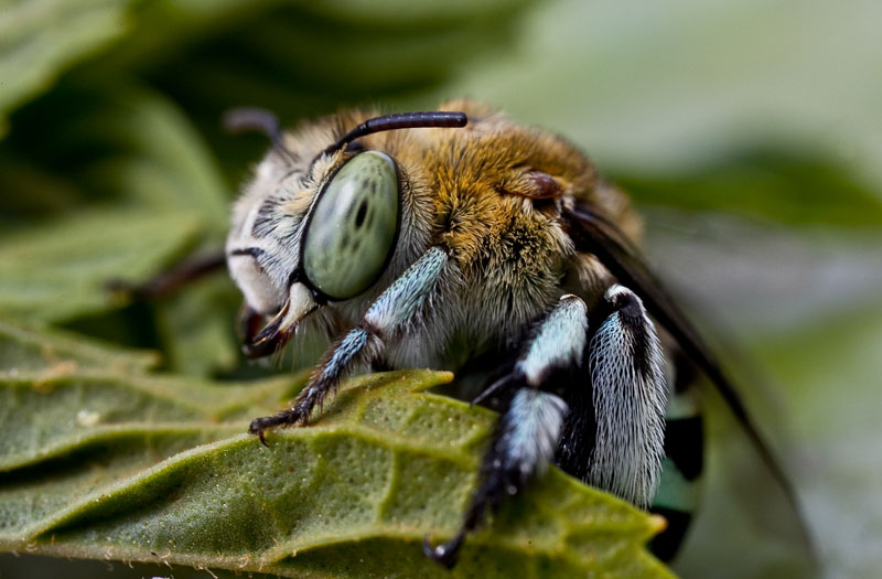 Blue banded bee