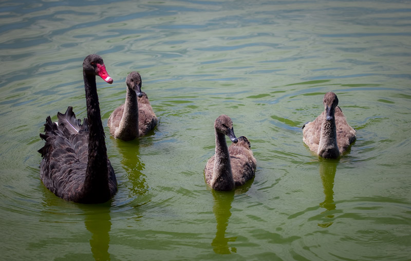 There once was an ugly duckling...