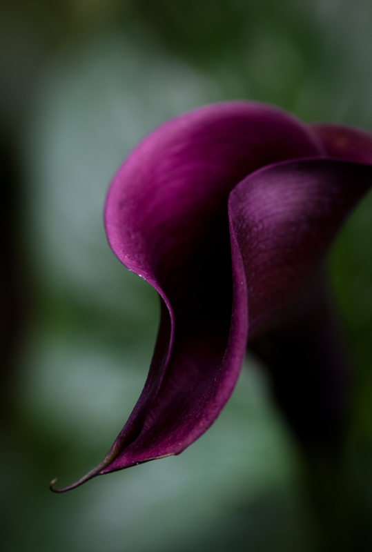 Zantedeschia (again!)