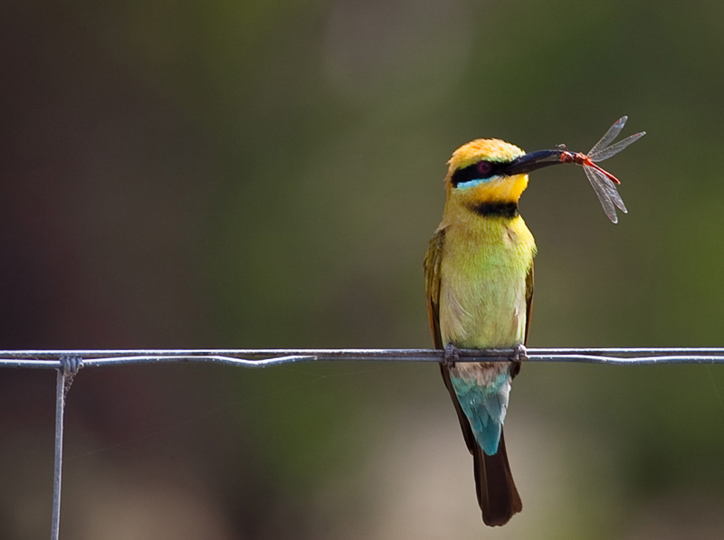 Rainbow Bee Eater